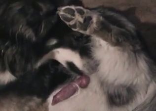 Tight snatch fucked by a horny husky
