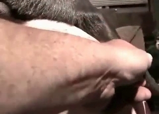 Doggy is getting in the butt-banging action